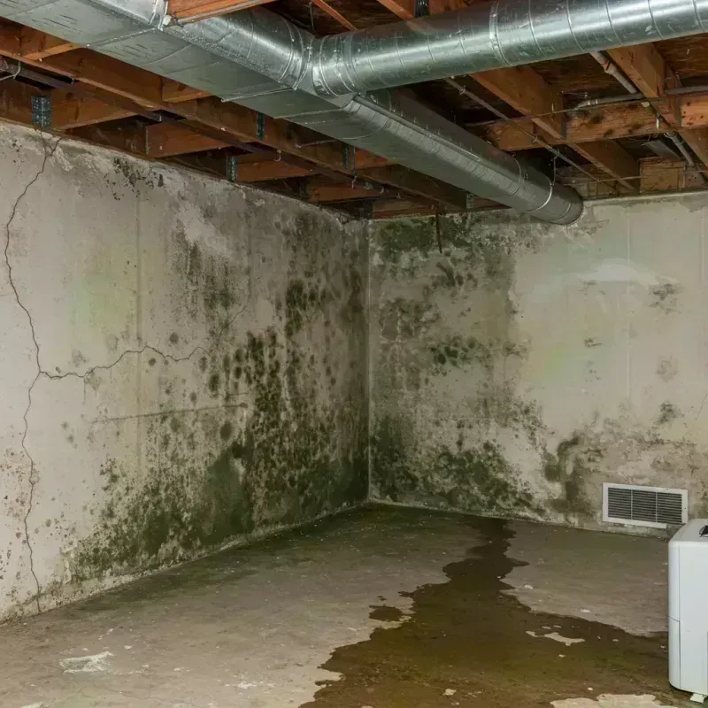 Professional Mold Removal in Meridianville, AL